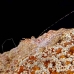 shrimp_hingebeak_nus_h_0705_png1772.jpg
